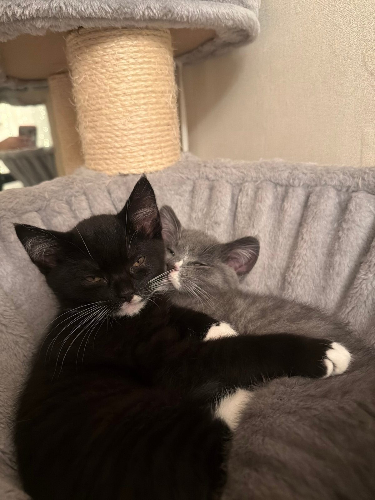 Britse korthaar + ragdoll kittens