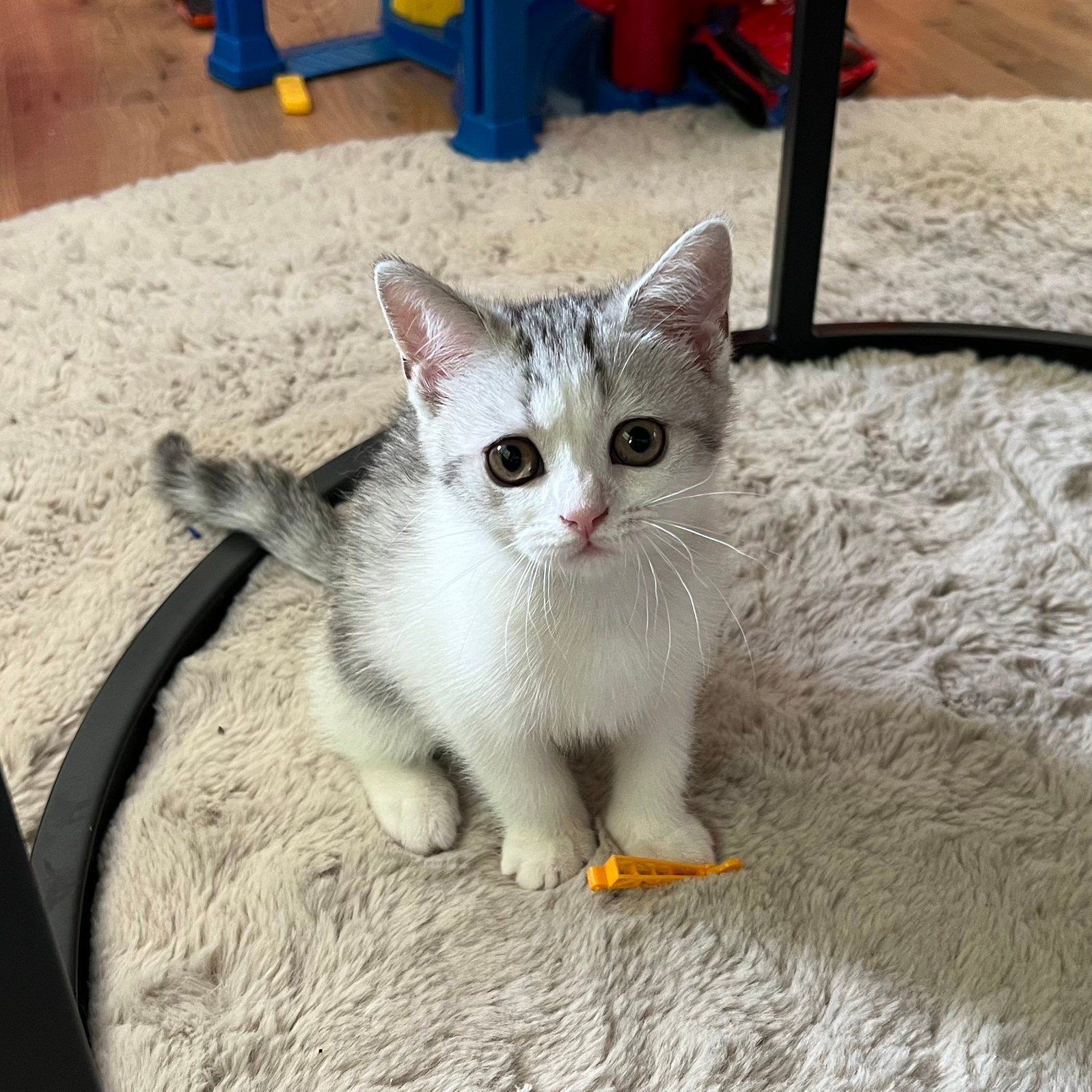 Nog 1 Britse korthaar kitten mag nu weg !, Meerdere dieren