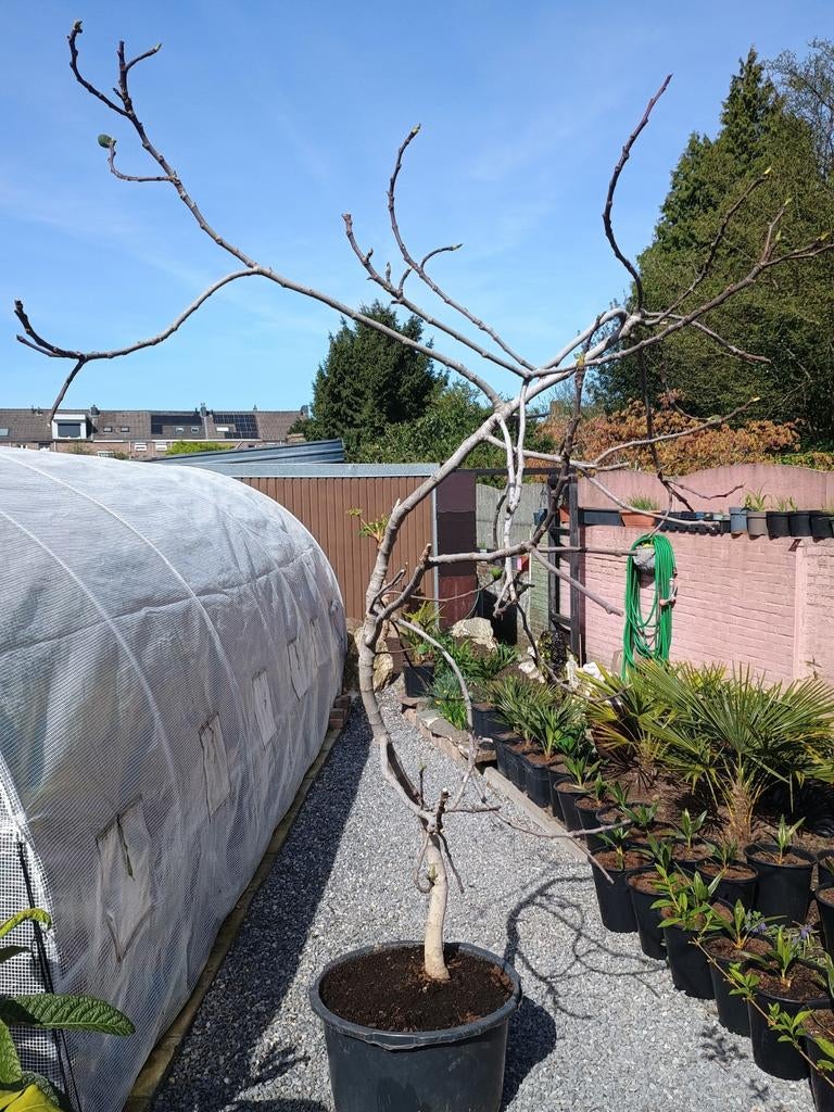 Te koop grote vijgenboom is ongeveer 2 mtr hoog, Tuin en Terras, Planten | Bomen, Bloeit niet, Overige soorten, 100 tot 250 cm