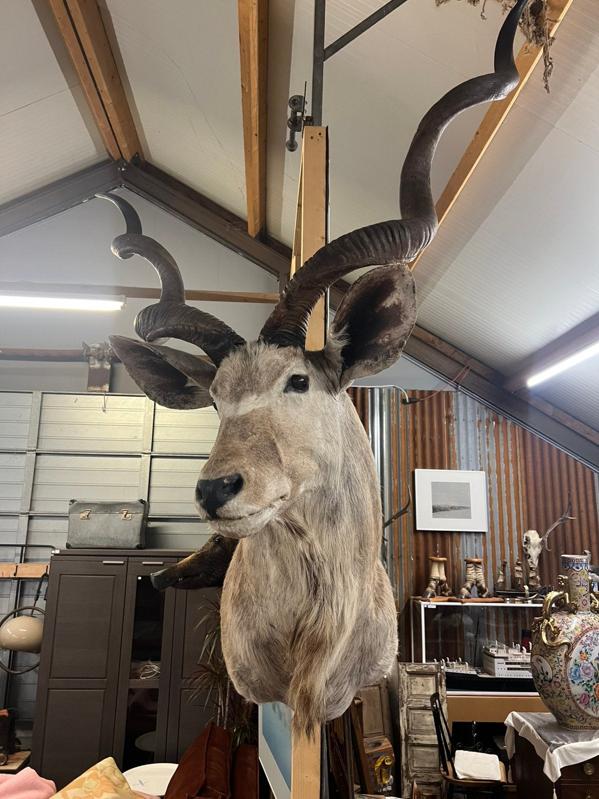Taxidermie koedoe, Ophalen, Zo goed als nieuw, Beeldje of Figuurtje