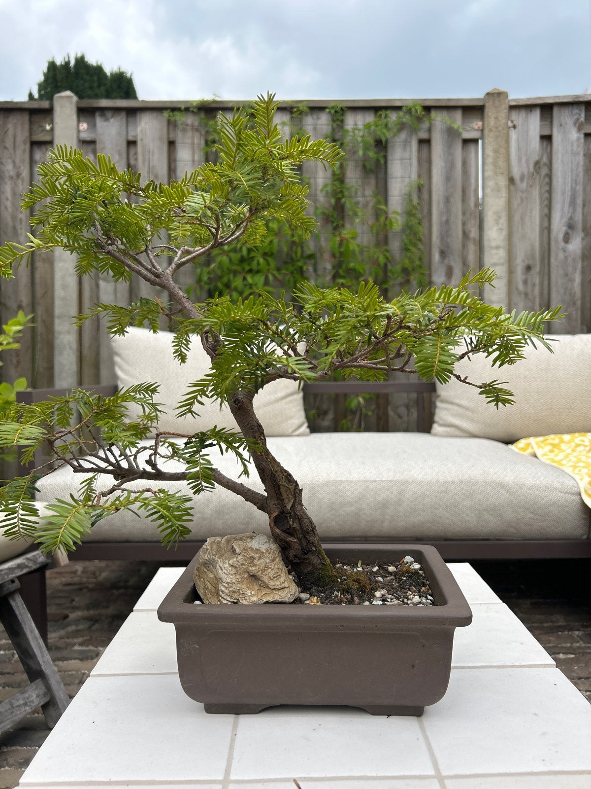 Prachtige Bonsai Taxus Baccata, Tuin en Terras, Overige soorten, Vaste plant, Ophalen of Verzenden, Bloeit niet
