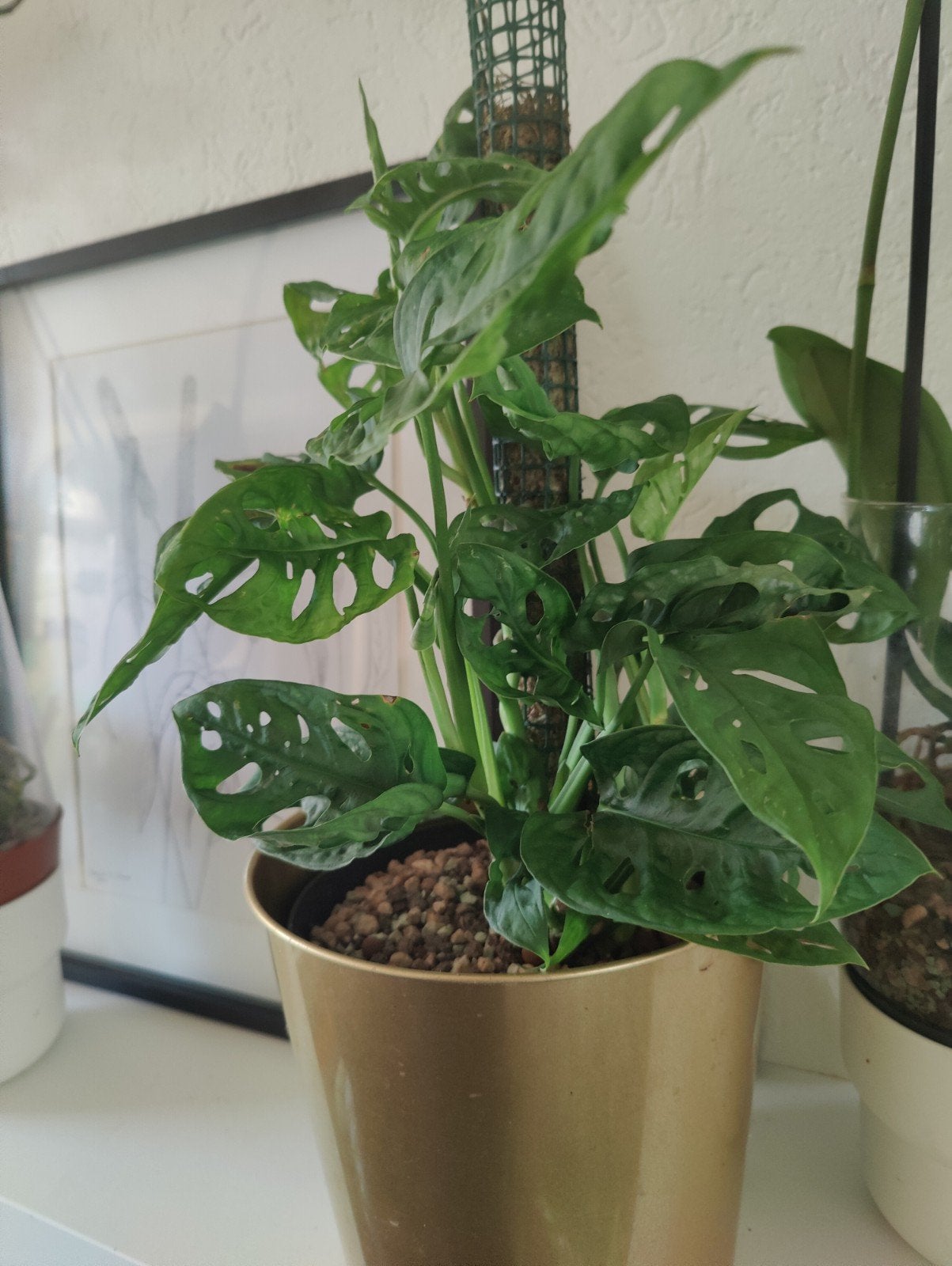 Monstera Adansonii in gouden pot - Compleet, Potmaat 21,5cm, Ophalen, Overige soorten, Halfschaduw, In pot