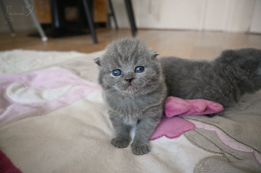 Brits Korthaar-kittens – Reserveringen, Poes, Met stamboom, 0 tot 2 jaar
