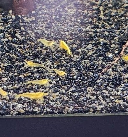 Citroengarnalen, Neocaridina Heteropoda Yellow., Dieren en Toebehoren, Vissen | Aquariumvissen, Kreeft, Krab of Garnaal, Zoetwatervis