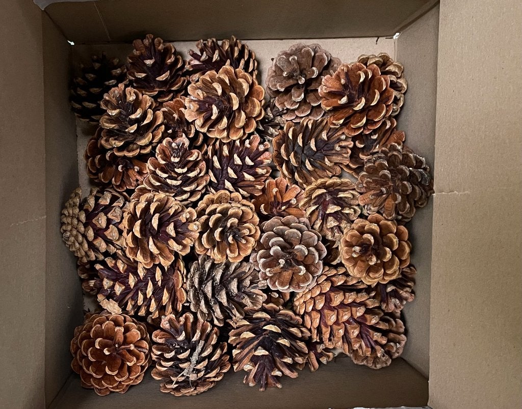 dennenappels - klein - 43 stuks - knutselen - Herfst - Kerst, Nieuw, Ophalen of Verzenden, Natuurlijk materiaal, Educatief