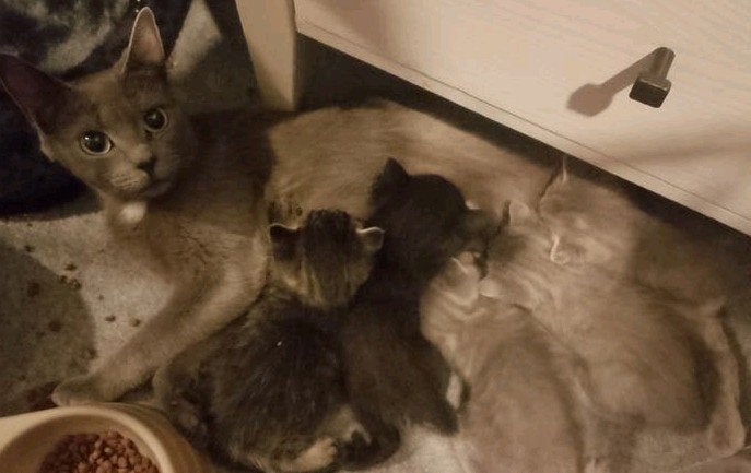 5 mooie kittens te koop, Geslacht onbekend, Kortharig, 0 tot 2 jaar