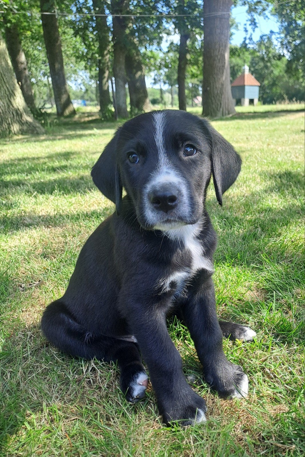 Grote Zwiterse Sennen x Labrador nog 1 reutje en 1 teefje, Dieren en Toebehoren, Meerdere, Meerdere dieren, Nederland, Particulier