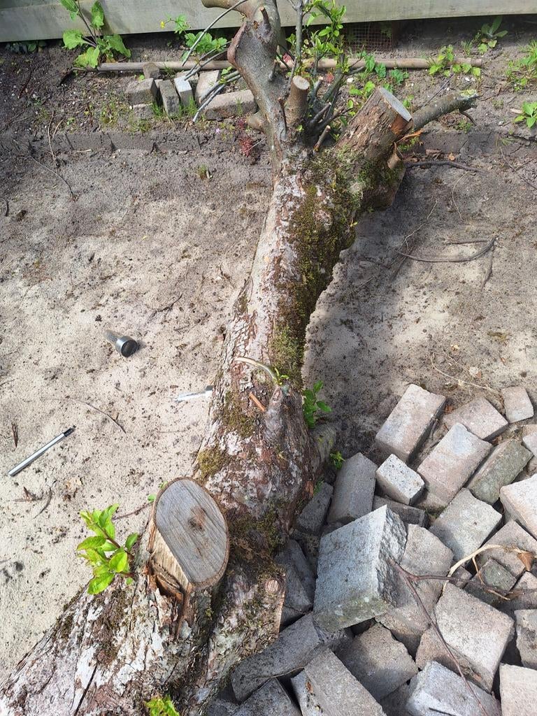 Brandhout boomstam, Tuin en Terras, Haardhout, Minder dan 3 m³, Ophalen of Verzenden