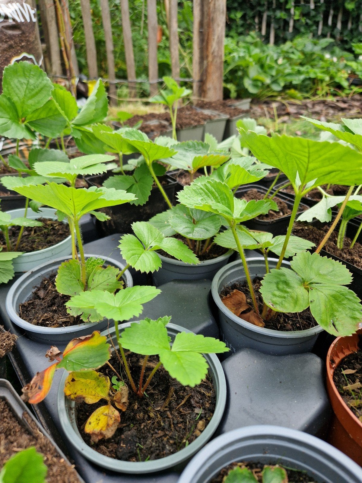 aardbeien plantjes te koop, Tuin en Terras, Ophalen, Volle zon