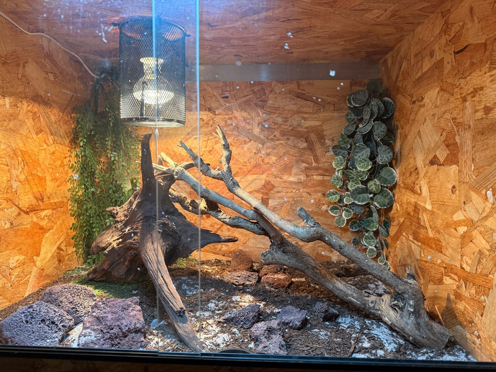 Blauw ruïne hagedissen, Ophalen, Terrarium of Paludarium