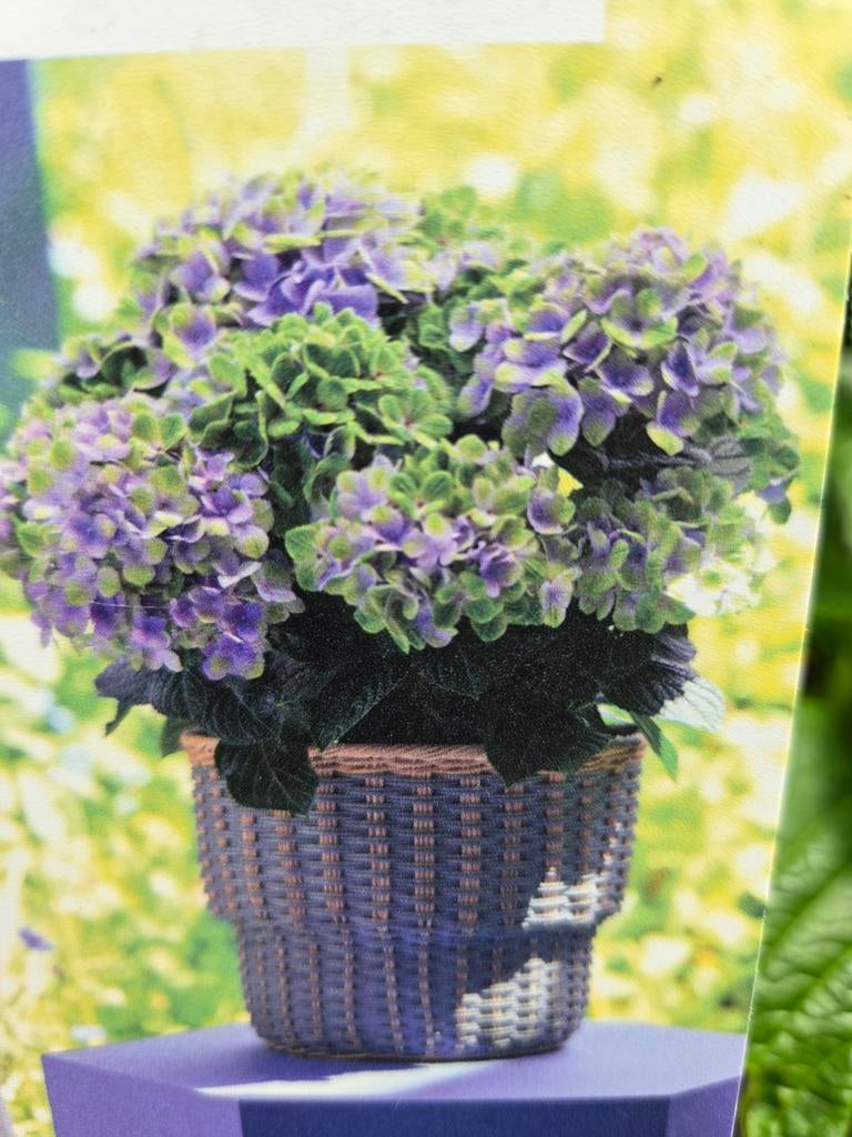 Hortensia's extra groot, Ophalen, Gehele jaar, Halfschaduw
