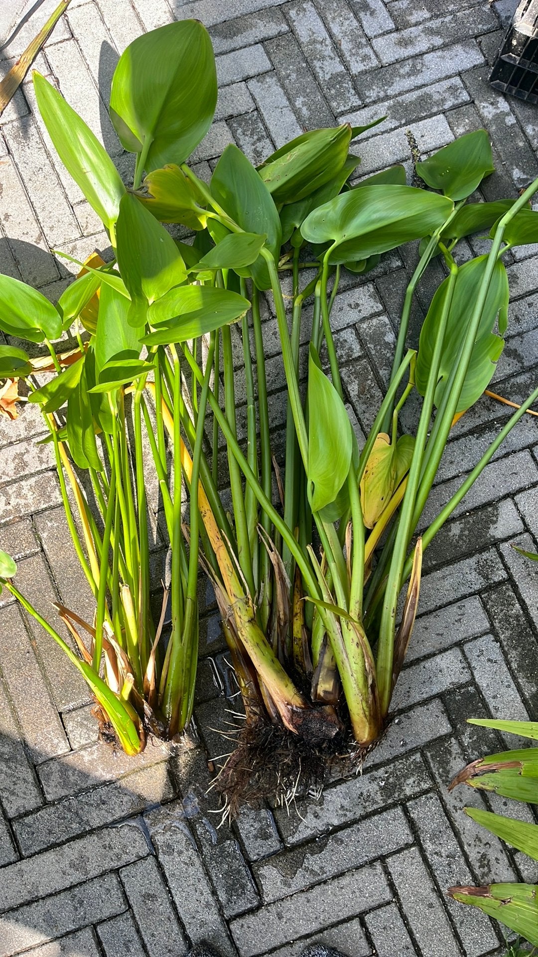 Pontaderia cordata, Volle zon, Vaste plant, Ophalen of Verzenden, Zomer