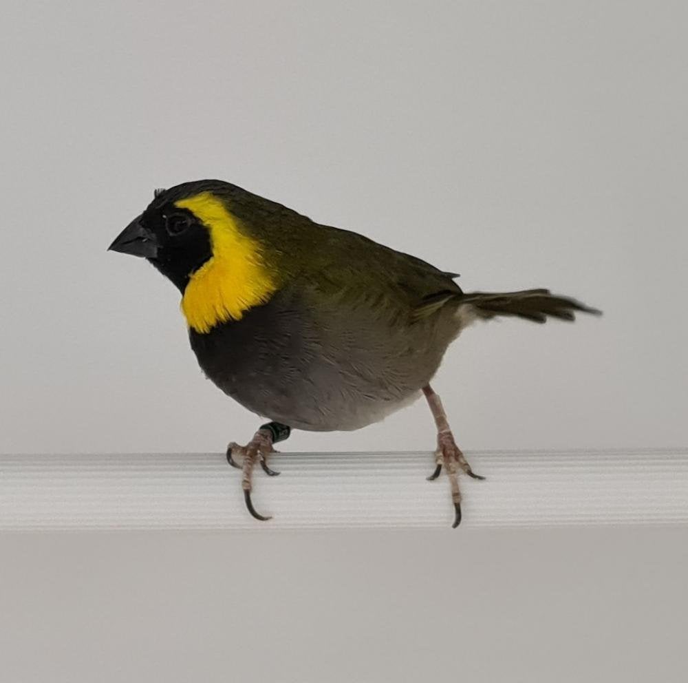 Te koop Cubavink, Dieren en Toebehoren, Vogels | Overige Vogels, Mannelijk, Tropenvogel, Tam