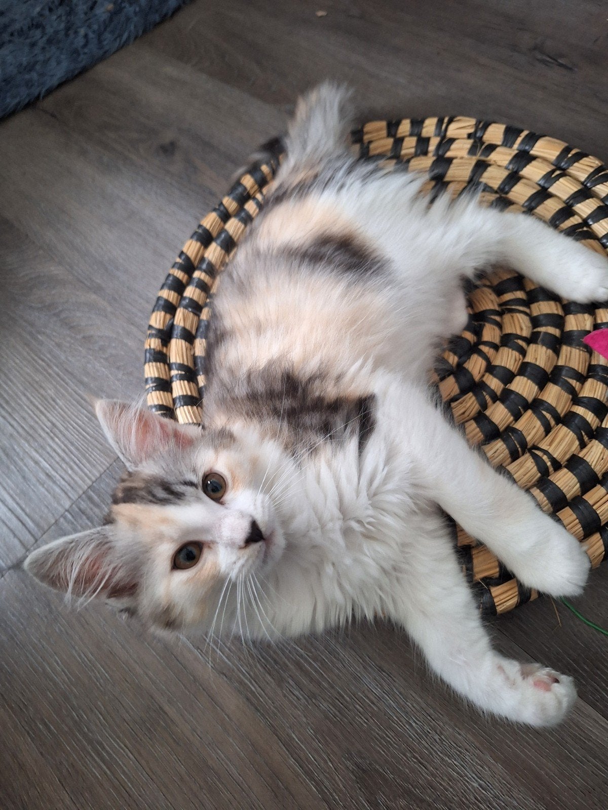 Maine Coon kitten 11 weken., Dieren en Toebehoren, Katten en Kittens | Raskatten | Langhaar, Poes, Ontwormd, 0 tot 2 jaar