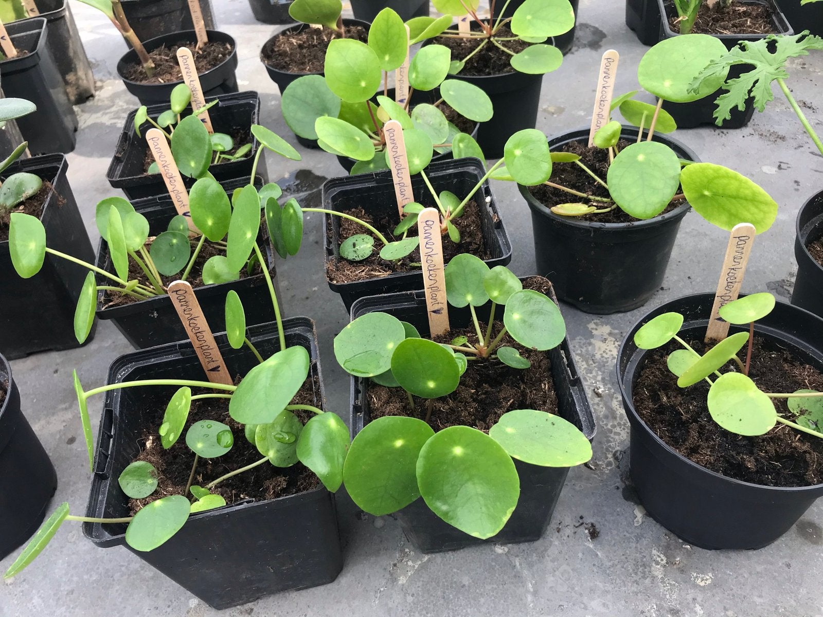 Pannenkoekenplant stekjes te koop, Ophalen of Verzenden, Halfschaduw, Minder dan 100 cm