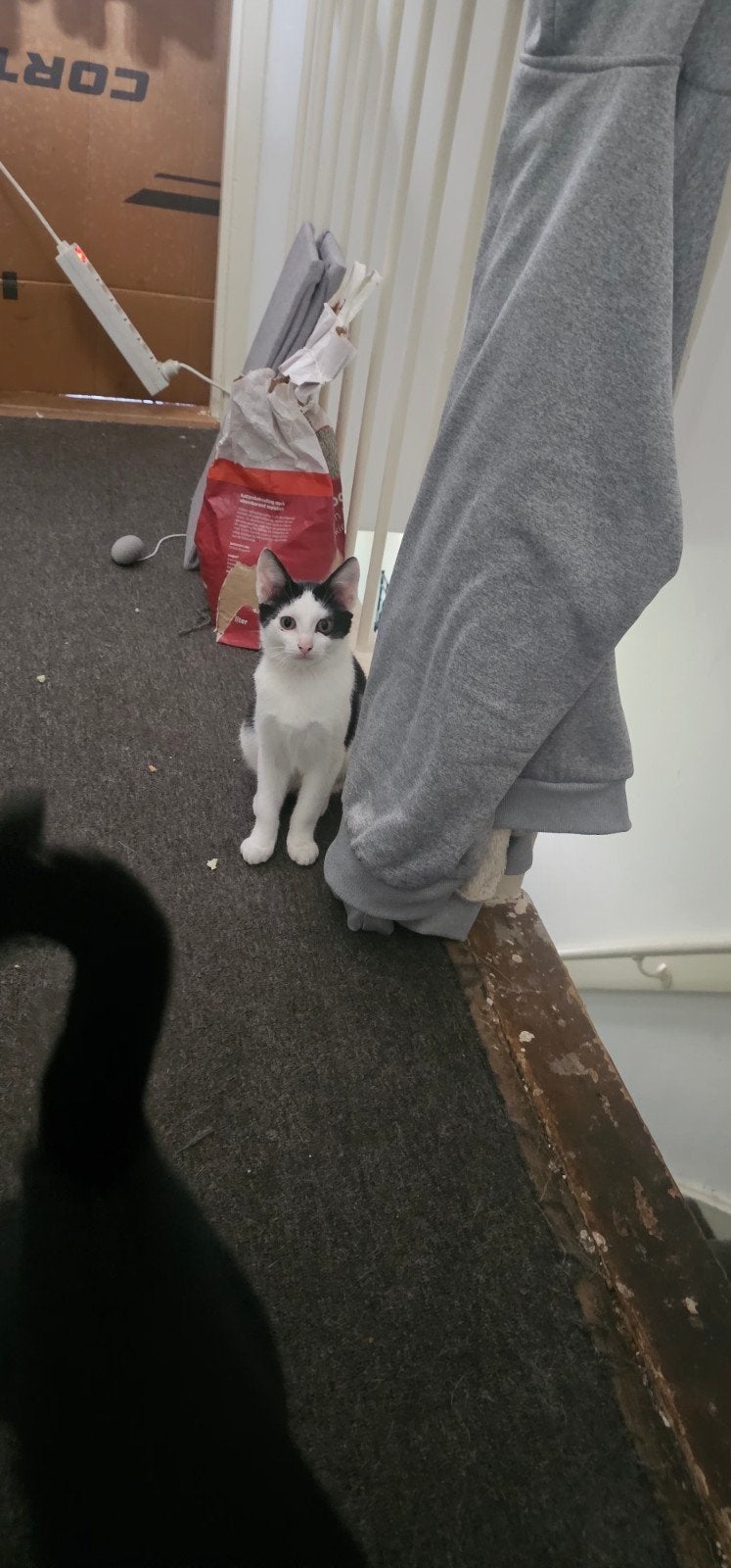 Kittens