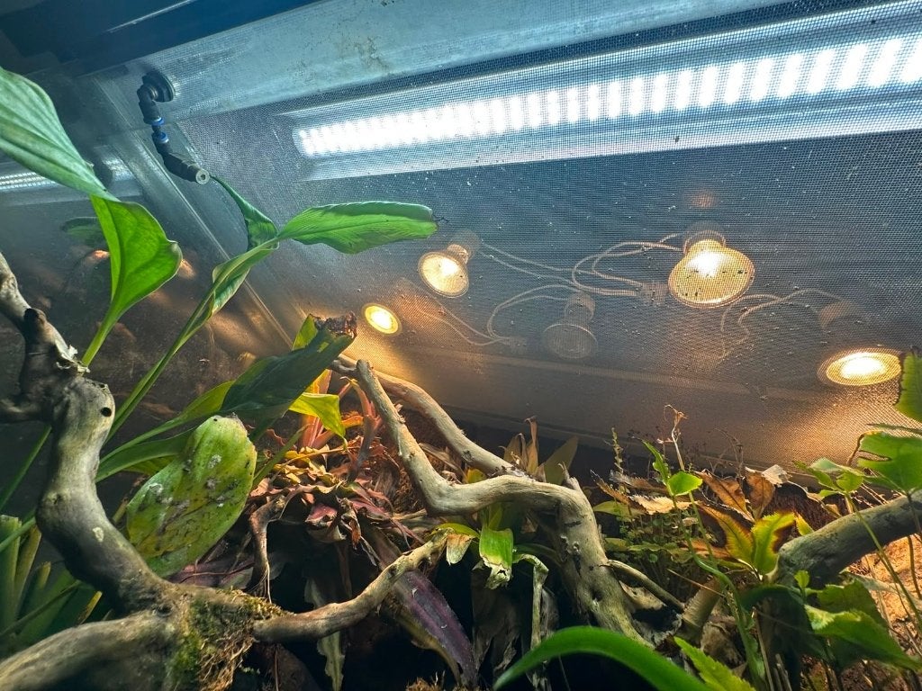 Compleet terrarium met pijlgifkikker koppel 2 jaar oud, Amfibie, Met terrarium, 0 tot 2 jaar