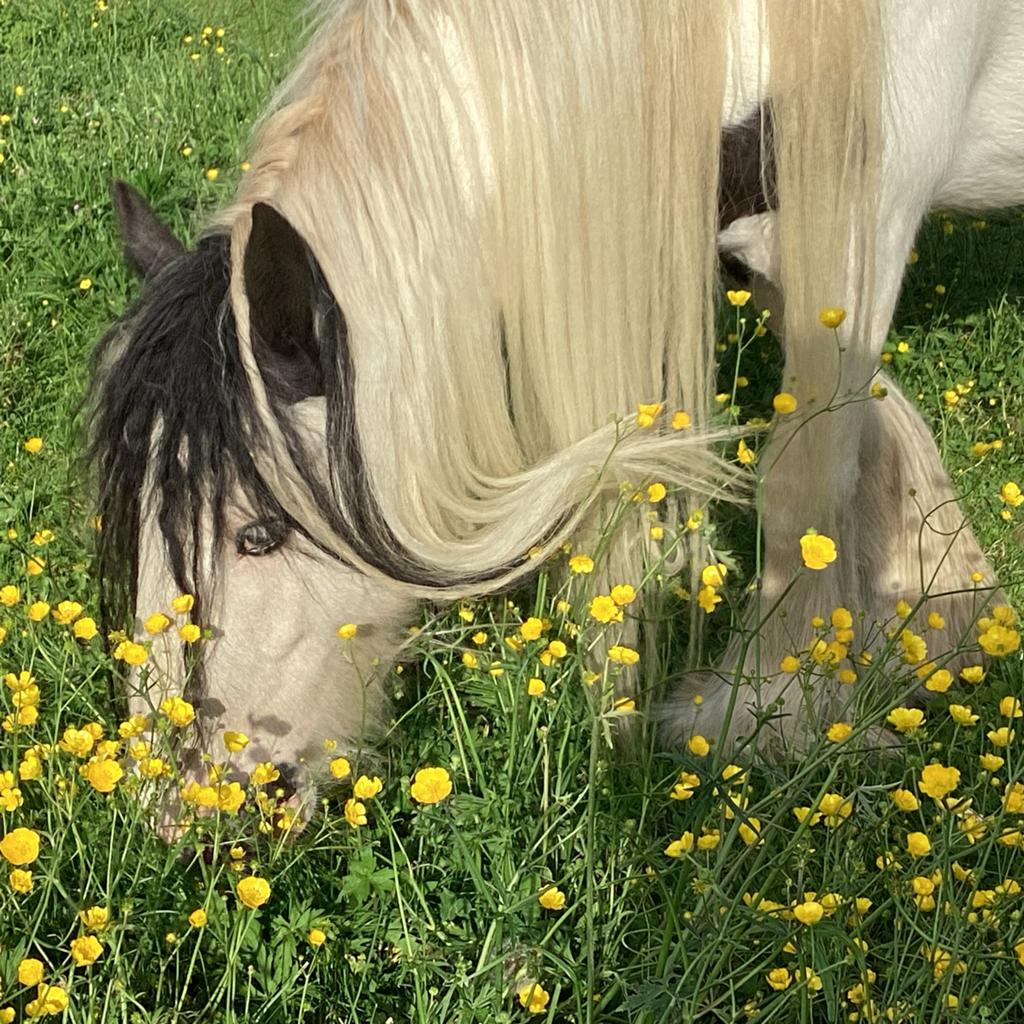 Zeer mooie Tinker merrie betuigd, Dieren en Toebehoren, Pony's, Merrie, Niet van toepassing, Gechipt, 7 tot 10 jaar