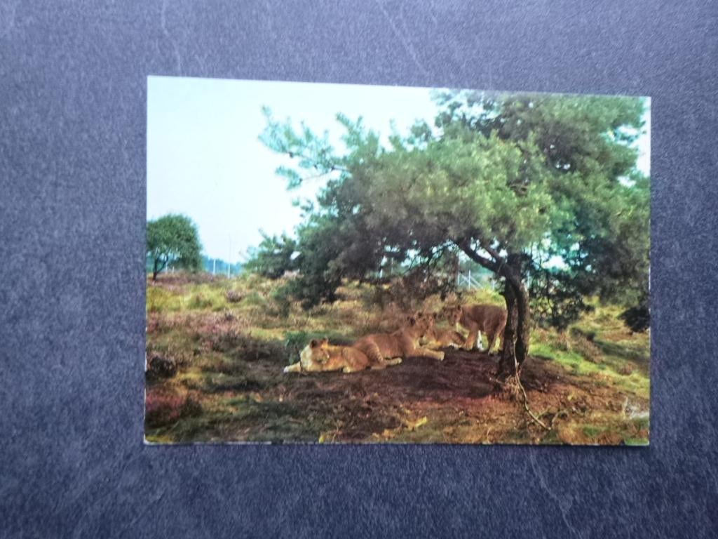 Hilvarenbeek, Safaripark Beekse Bergen, leeuwen 1972, Verzamelen, Verzenden, 1960 tot 1980, Ongelopen, Noord-Holland