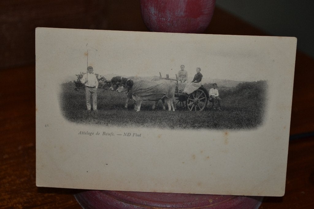 lot 4 kaarten vee koeien runderen, Ophalen of Verzenden, Gelopen, Sterren en Beroemdheden