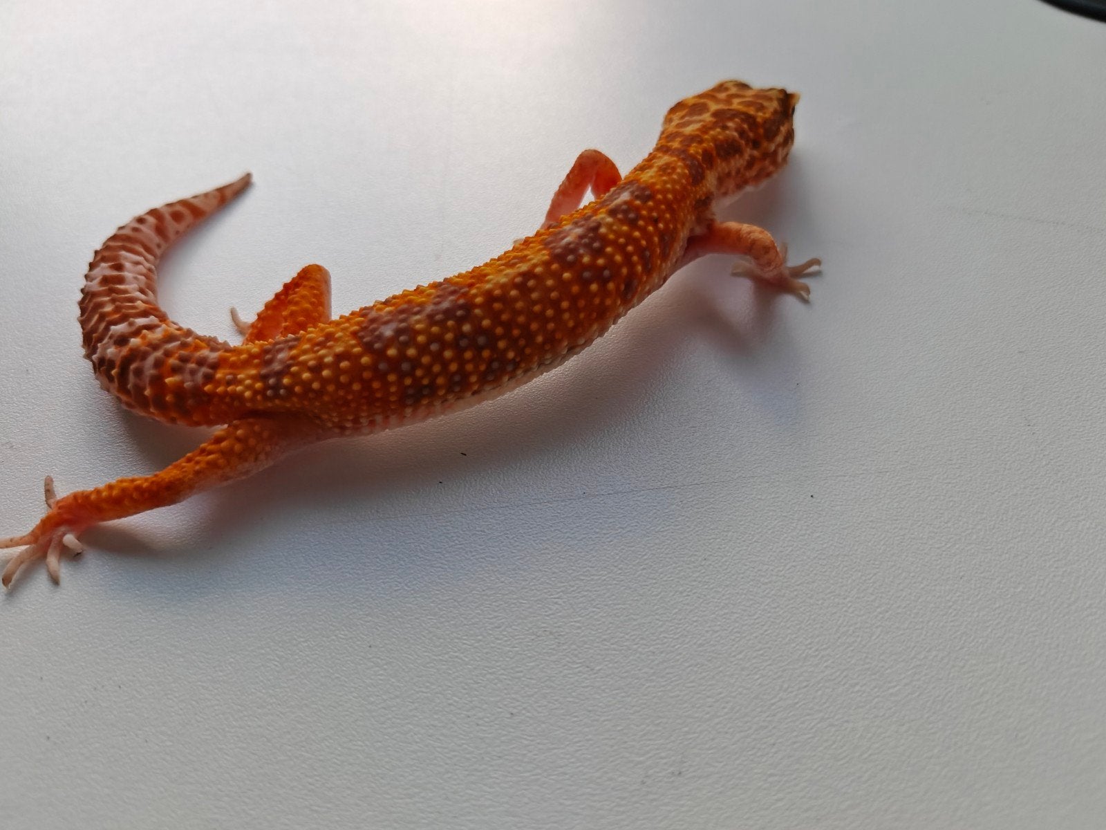 Prachtige oranje luipaardgekko te koop Leopard Gecko photo 2