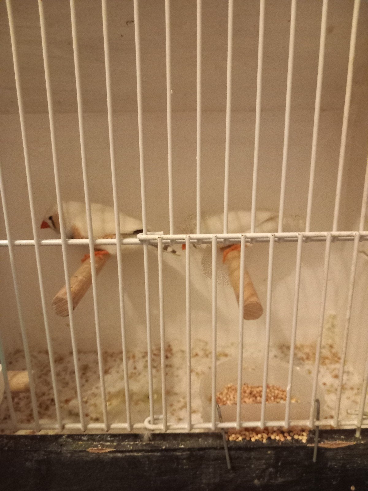 2 koppels zebravinken, Dieren en Toebehoren, Meerdere dieren