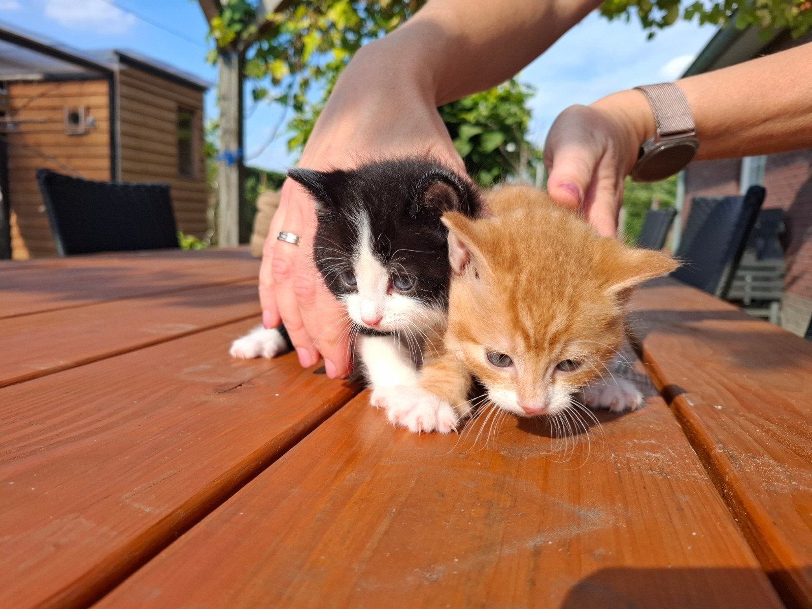 Heel mooie en lieve, sociale kittens, Kater, Kortharig, 0 tot 2 jaar