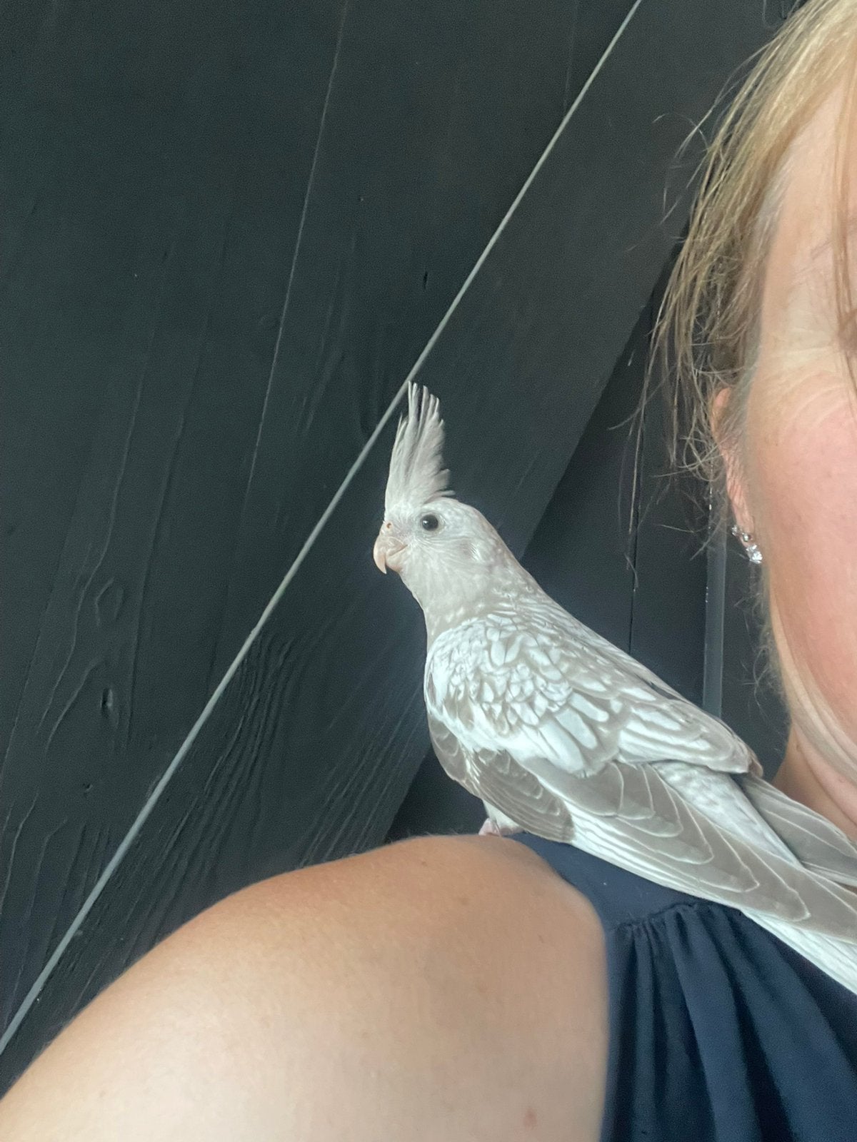 Mooie lieve Jonge tamme valkparkiet witmasker gepareld, Dieren en Toebehoren, Geslacht onbekend, Parkiet, Tam
