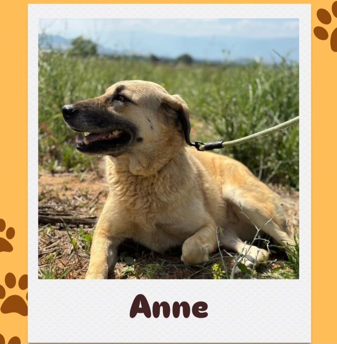 gouden mandje gezocht voor kangal, Particulier, 1 tot 2 jaar, Buitenland, Meerdere