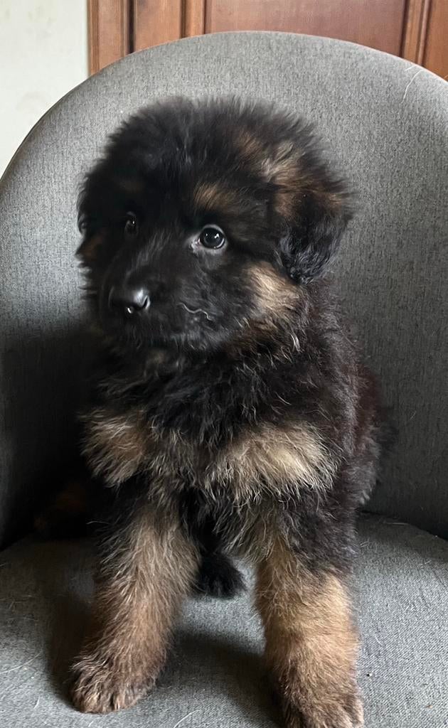 Langharige duitse herders te koop, Dieren en Toebehoren, Parvo, België, Particulier, 8 tot 15 weken