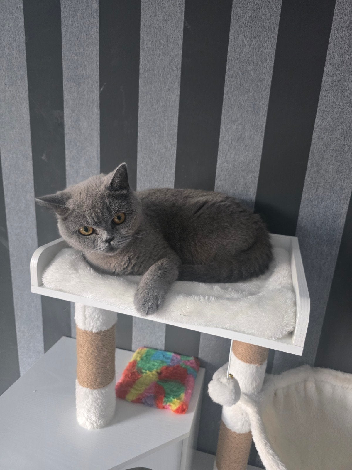 2 Britse korthaar poezen, Dieren en Toebehoren, Poes, Gechipt, 3 tot 5 jaar