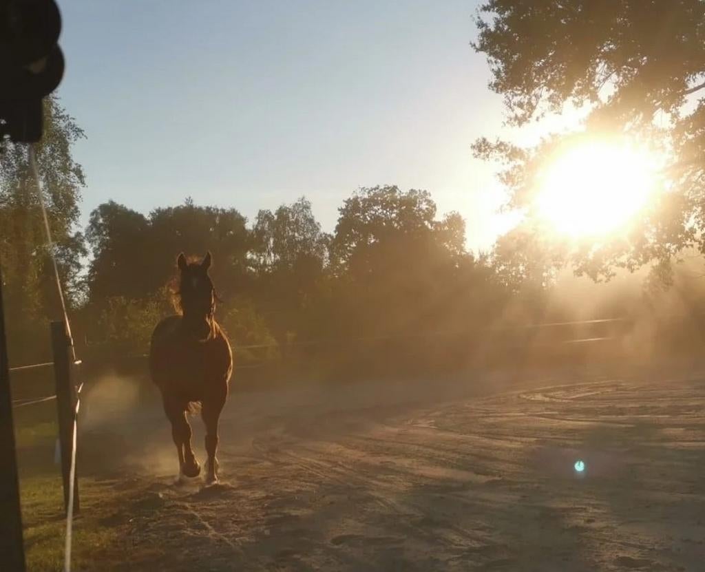 Ierse Hunter, Dieren en Toebehoren, Pony's, Ruin, 3 tot 6 jaar