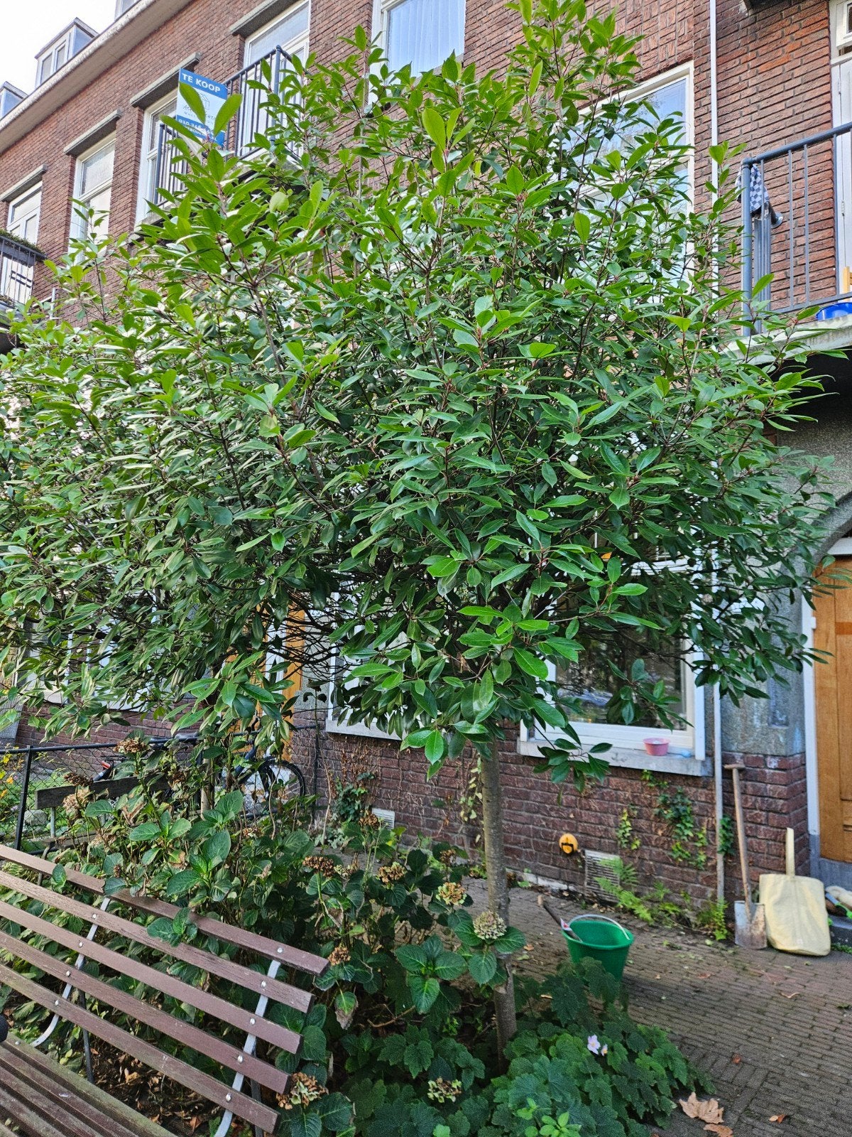 Glansmispel (Photinia) 3-4 meter hoog. 1 boom!, Tuin en Terras, Planten | Struiken en Hagen, Ophalen of Verzenden, Overige soorten