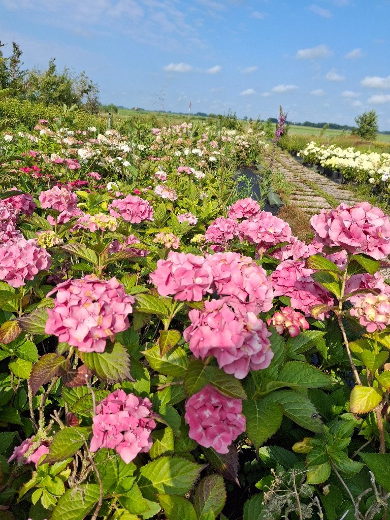 Boeren hortentia/hydrangea macrophylla, Tuin en Terras, Planten | Tuinplanten, Ophalen, Overige soorten, Halfschaduw