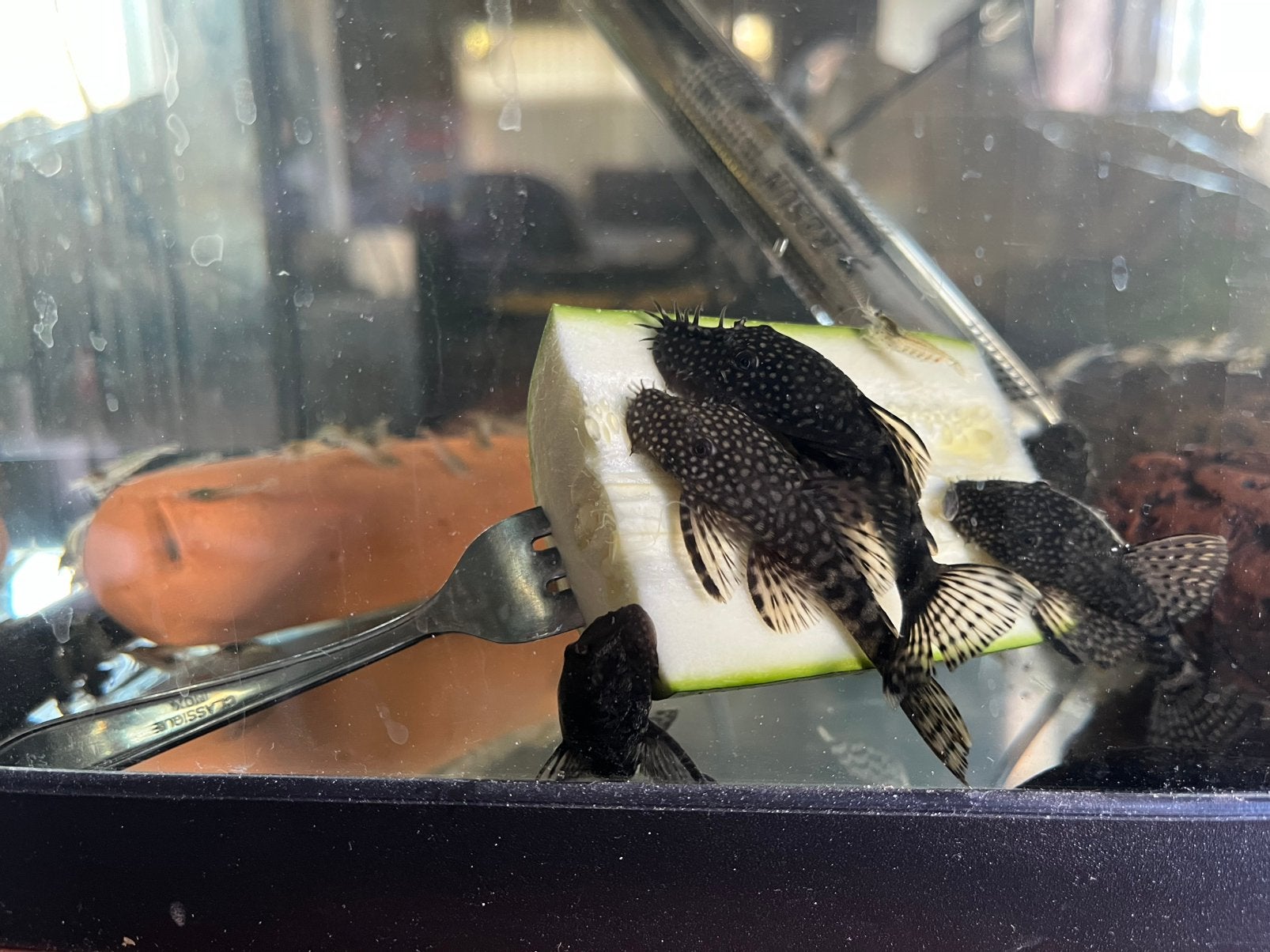 Bruine ancistrus - 7 stuks, Dieren en Toebehoren, Vissen | Aquariumvissen, Vis