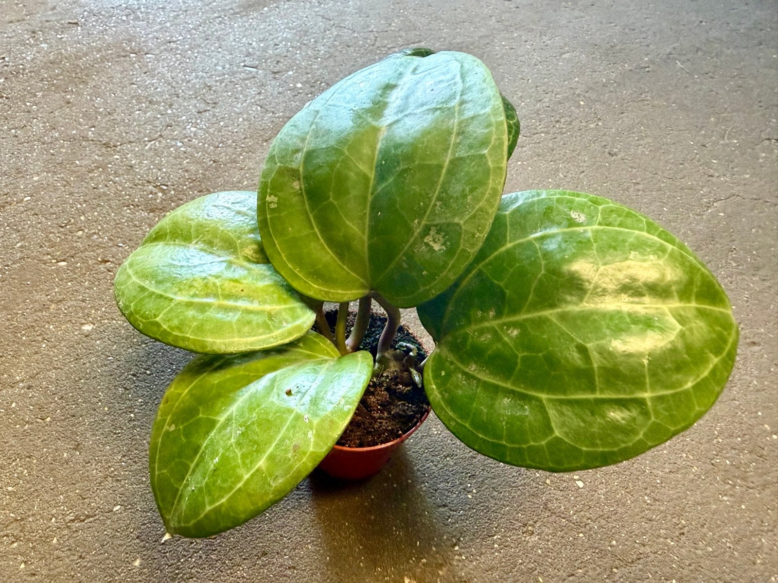 Hoya Sarawak Cream P9, Ophalen of Verzenden