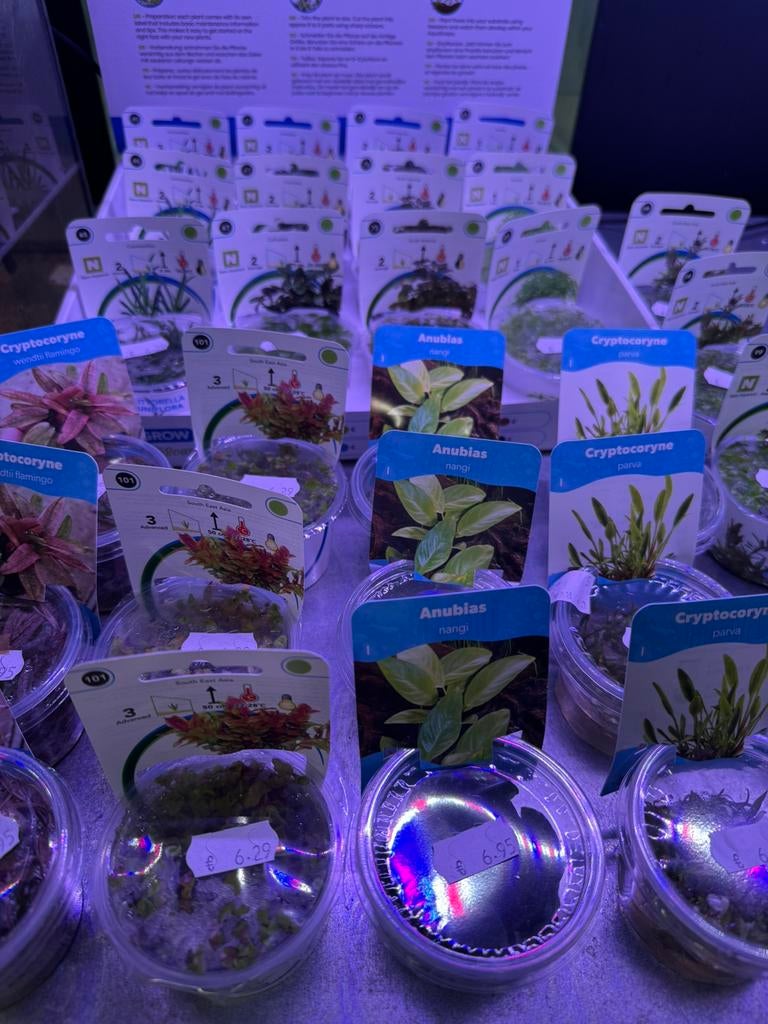 In vitro aquarium planten, Dieren en Toebehoren, Ophalen of Verzenden, Nieuw, Plant(en), Steen of Hout