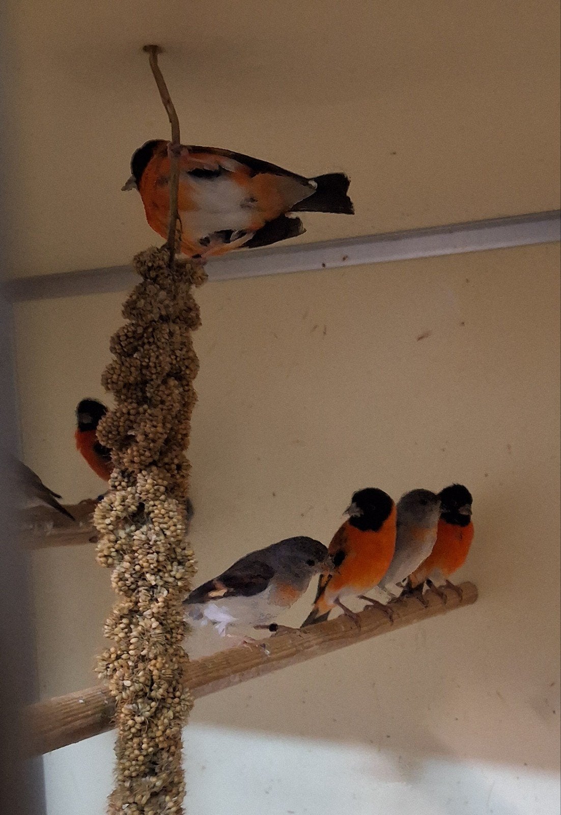Diverse vogels, sijsen, nachtegalen, Majoor putters,goudvink, Meerdere dieren, Wildzangvogel, Geringd