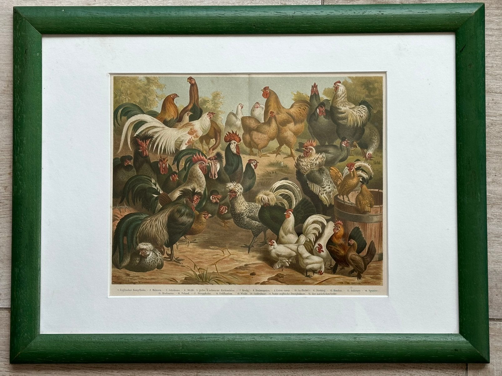 Oud lithografie schilderij Oude Kippen rassen 42/32 cm, Ophalen of Verzenden