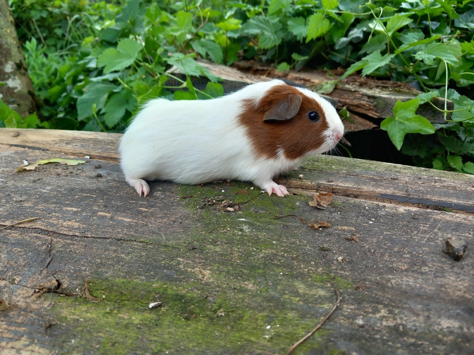 Gladhaar beertje, Dieren en Toebehoren, April, Mannelijk, Cavia