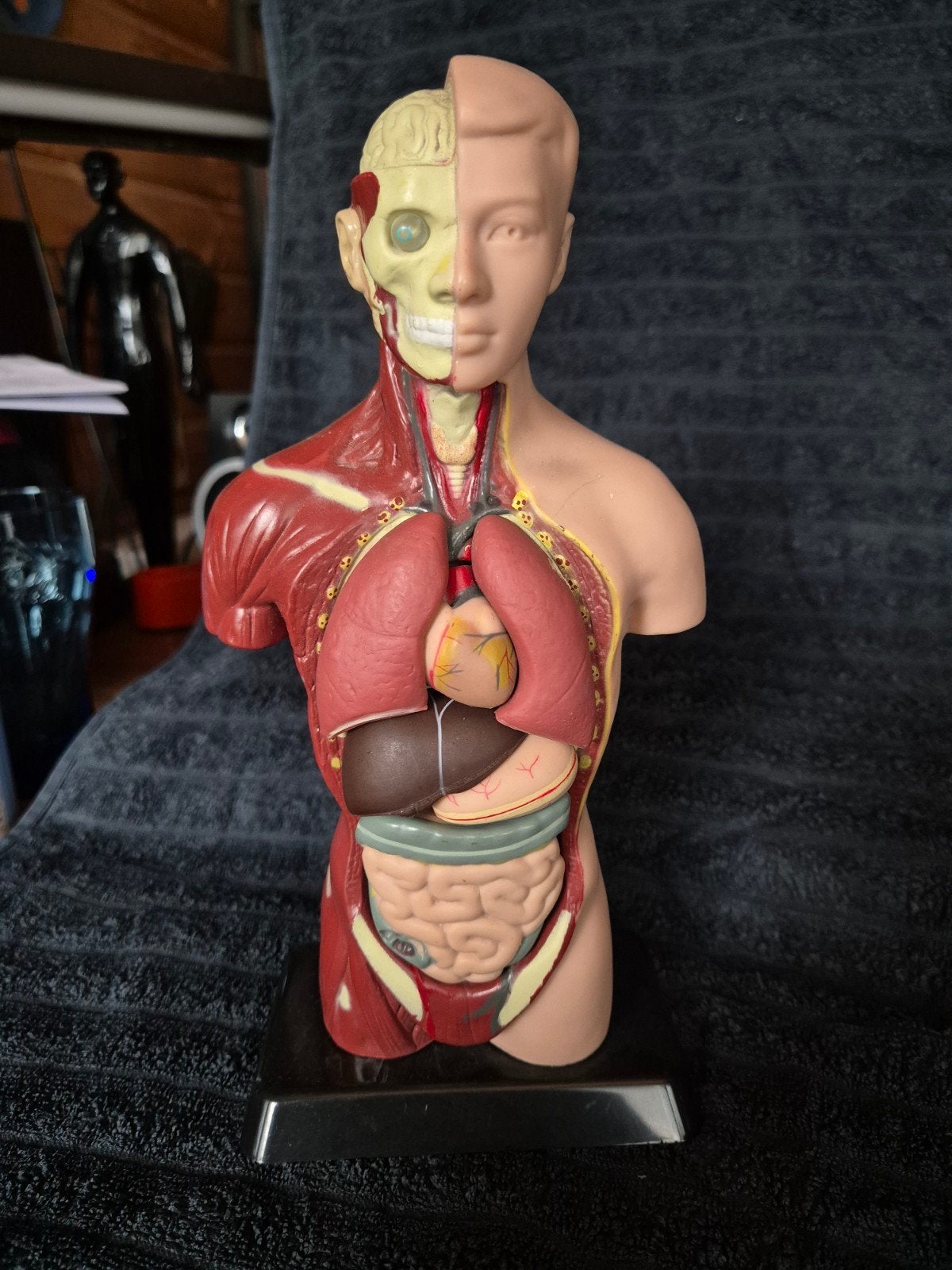 Anatomisch Model Menselijk Lichaam 25cm, Verzamelen, Poppetjes en Figuurtjes, Ophalen of Verzenden