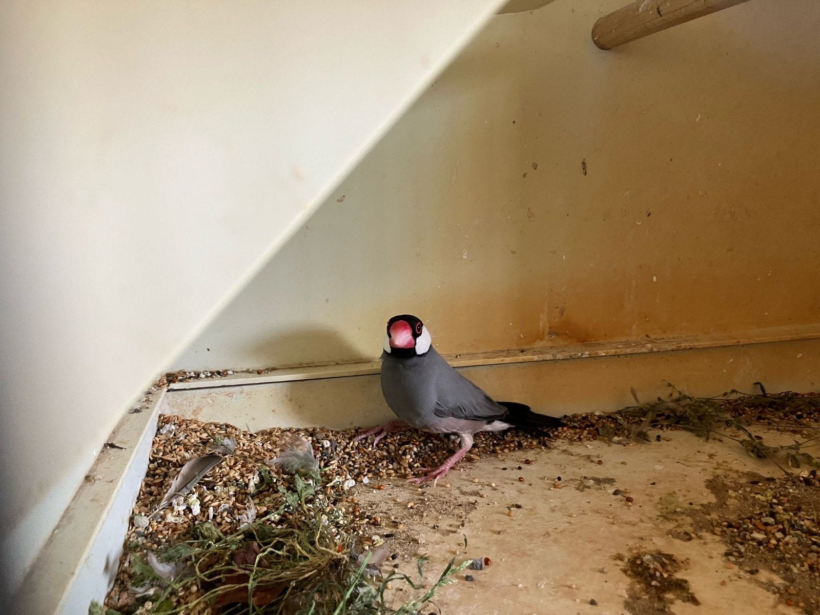 Rijstvogel, Dieren en Toebehoren, Mannelijk