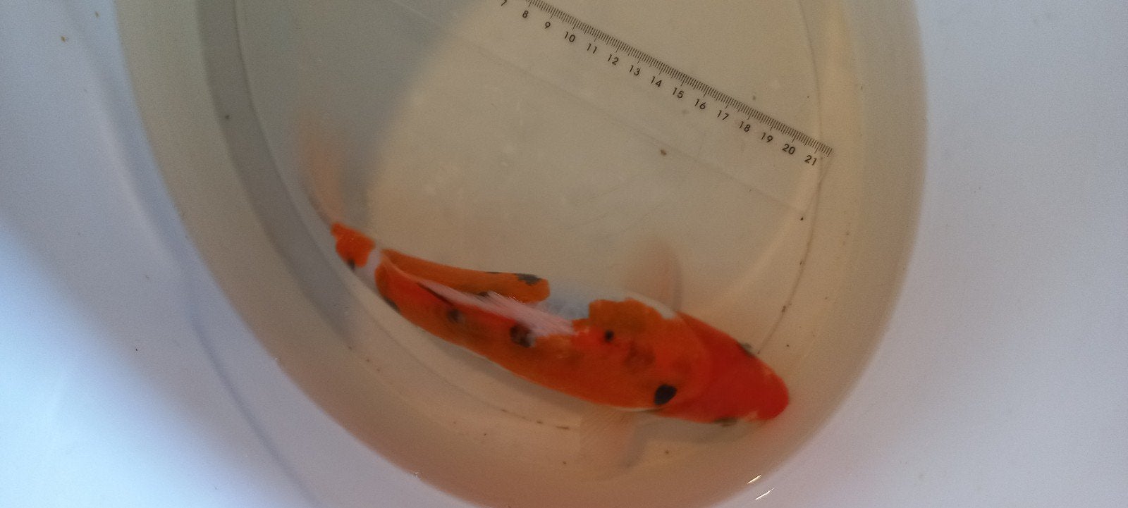 Doitsu Sanke koi, Karper of Koi
