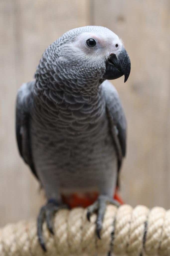 Jonge Grijzeroodstaart Papegaai | Getest | Handtam, Dieren en Toebehoren, Vogels | Parkieten en Papegaaien, Meerdere dieren, Papegaai