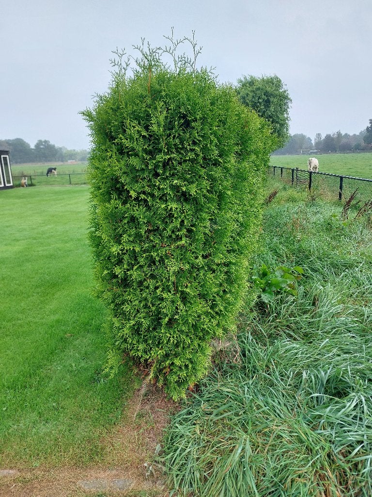 Gratis coniferenhaag, ca. 170 cm hoog, Ophalen, Conifeer, Haag, 100 tot 250 cm