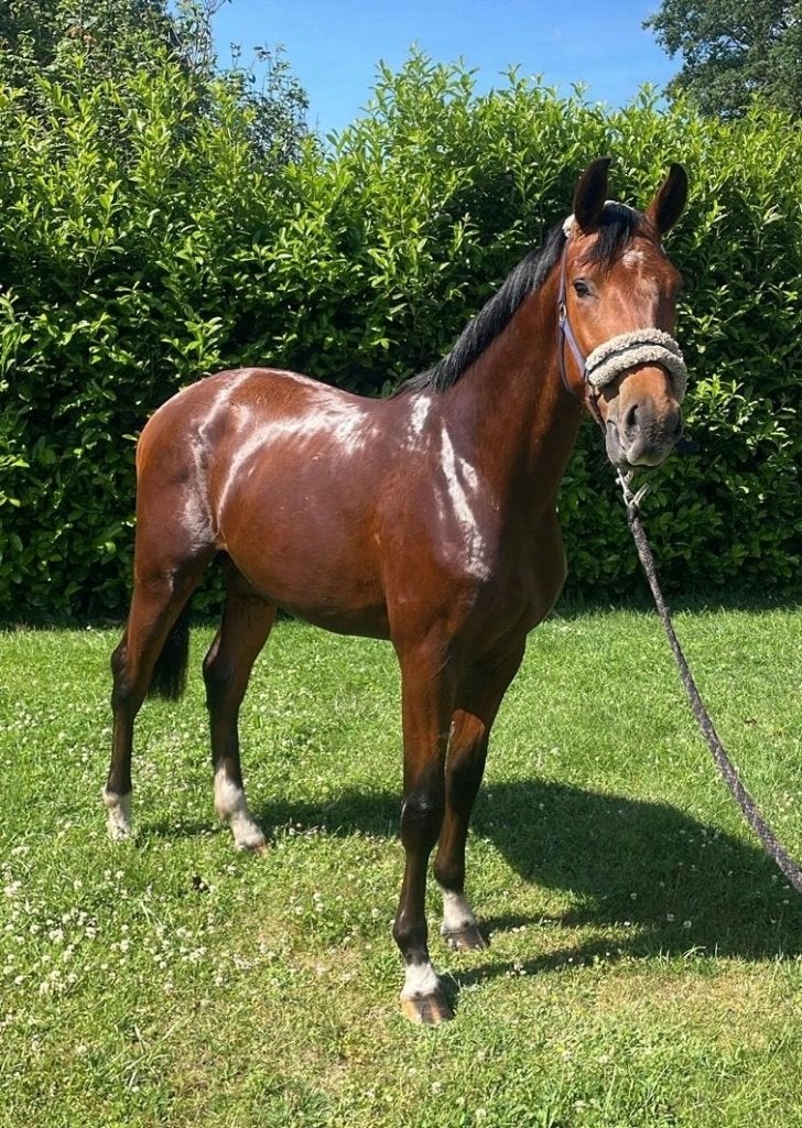 2 jarige dressuurpaard, Hengst, Dressuurpaard, 0 tot 2 jaar
