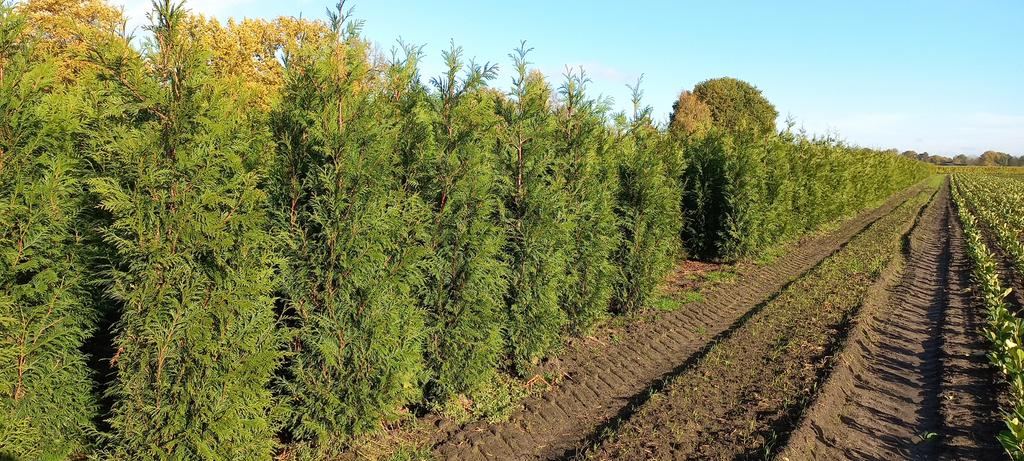 Mooie volle haagconiferen thuja plicata Martin 80 tot 250 cm, Eén persoon