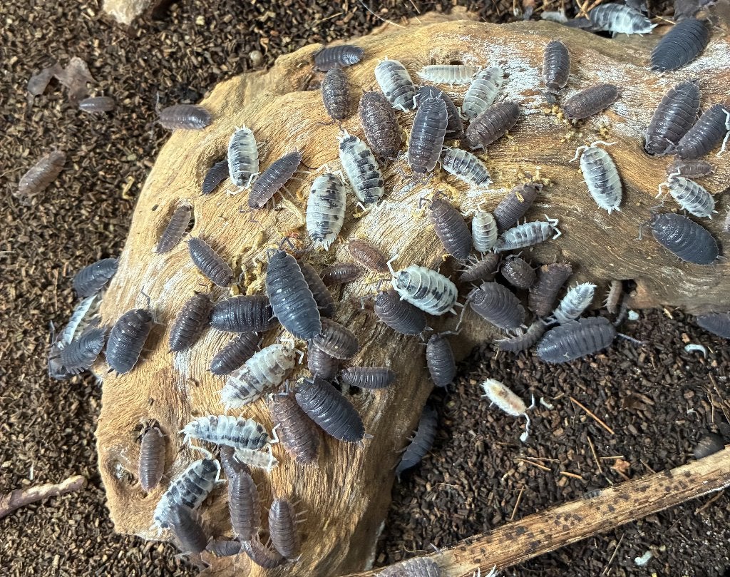 Porcellio scaber Mix – Pissebedden / Isopods, Dieren en Toebehoren, Overige soorten