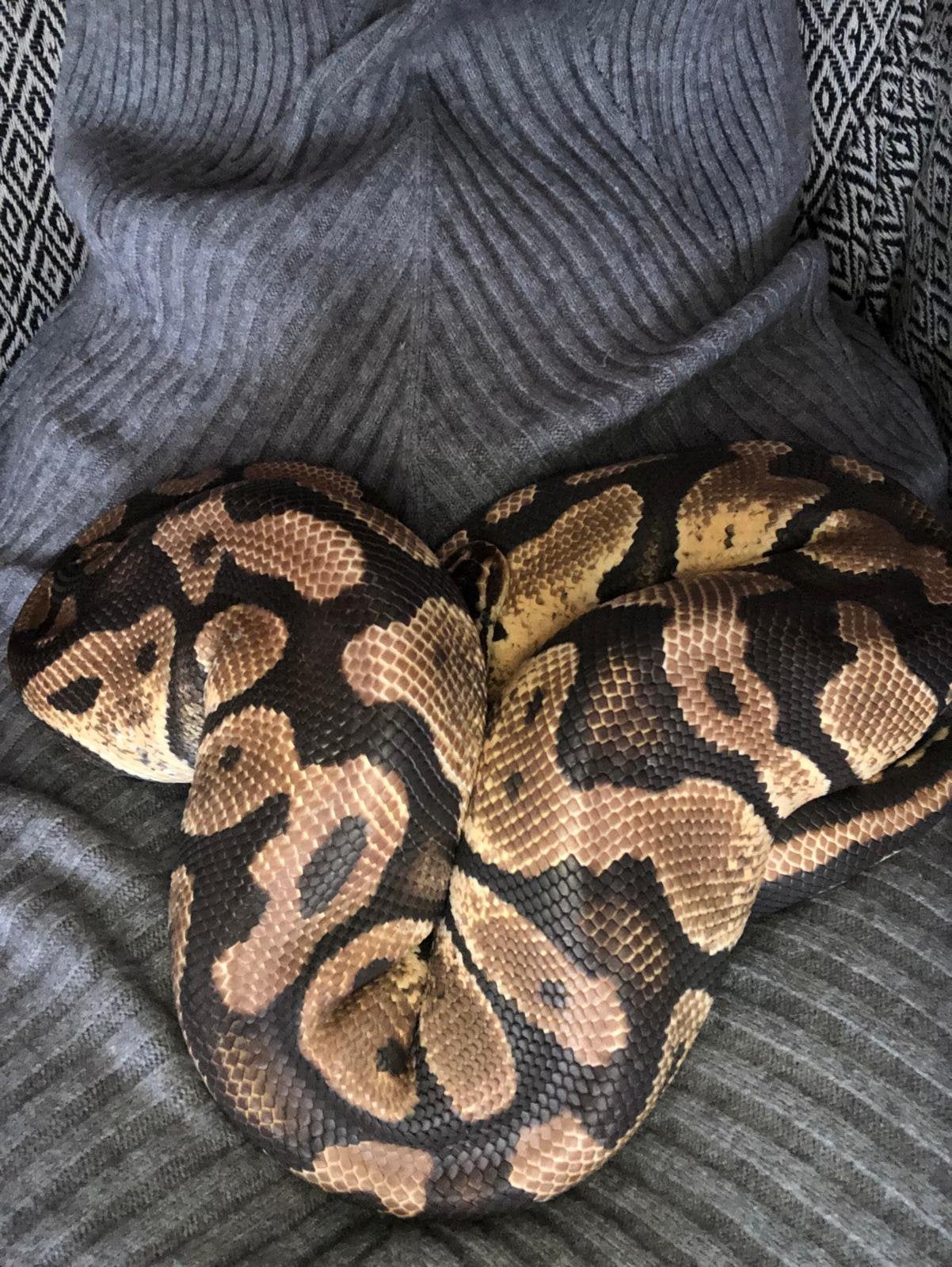 Betonplexterrarium met Koningspython (Python regius) Ball Python photo 6