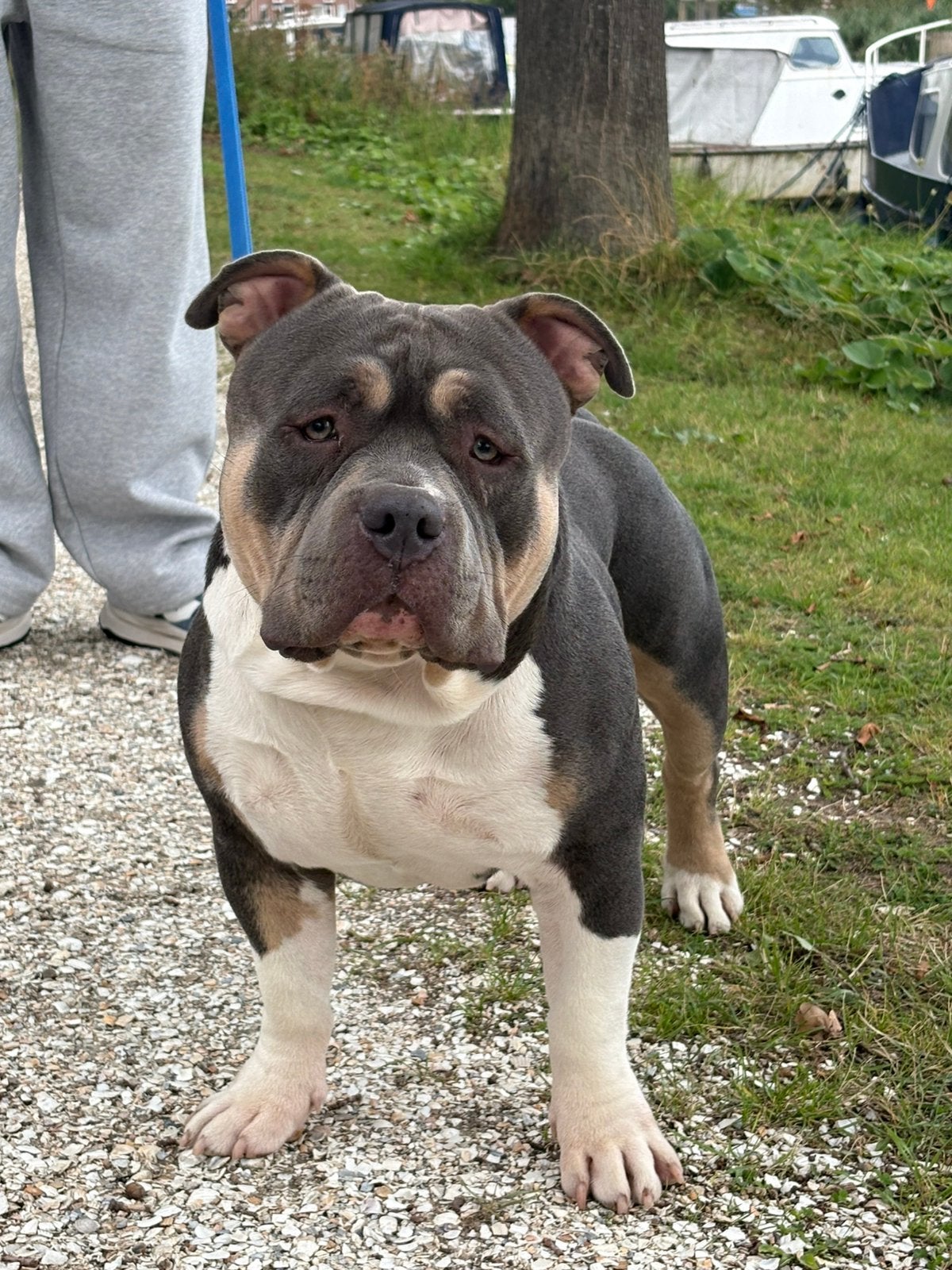American pocket bully, Dieren en Toebehoren, 1 tot 2 jaar, Parvo, Eén hond, Nederland